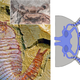 Illustration for article titled Incredible fossil discovery reveals a brain thats over half a billion years old